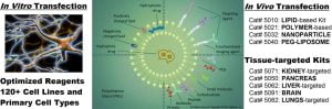 Transfection Reagents | Cell Lines, InVivo | Altogen Biosystems