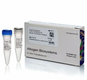 Kidney-targeted Transfection Reagent