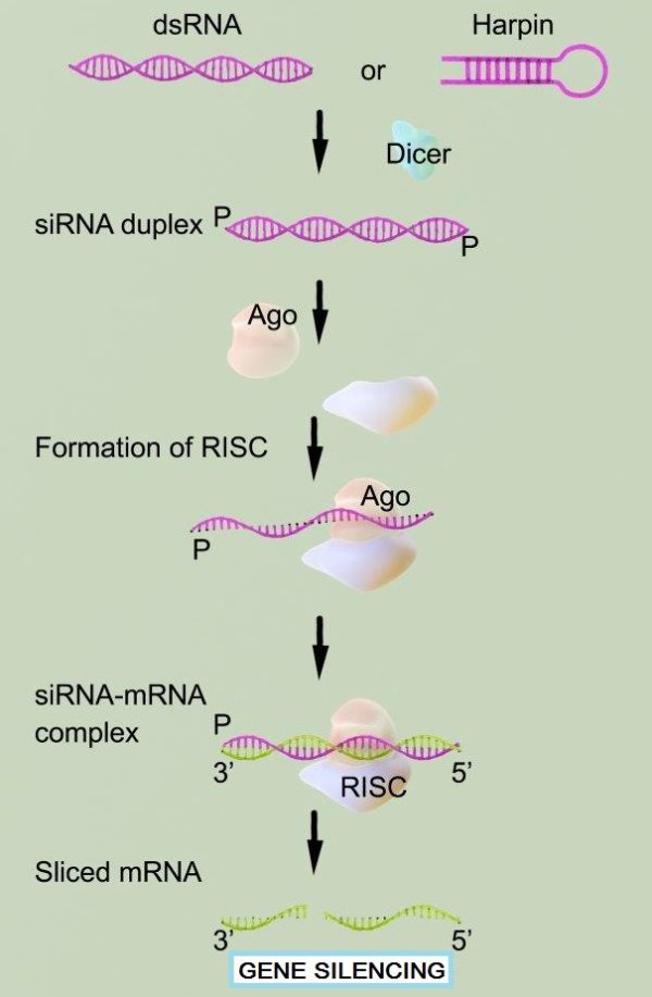 siRNA Transfection Transfection Reagents Cell Lines, In Vivo Altogen Biosystems