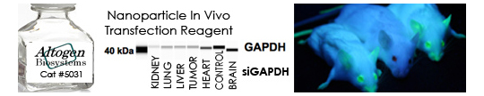 Nanoparticle In Vivo Transfection Reagent